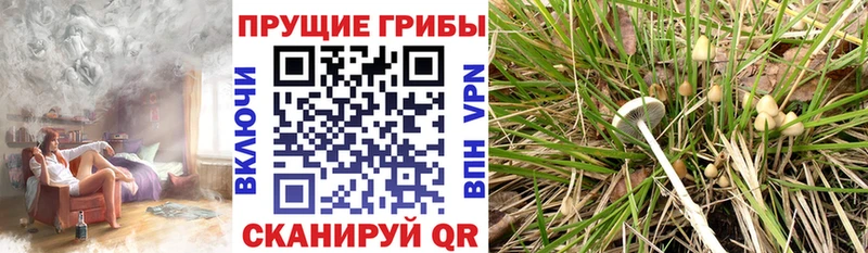 Галлюциногенные грибы Cubensis  Купить где  Томилино 